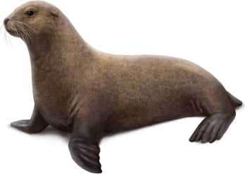Steller Sea Lion — Female