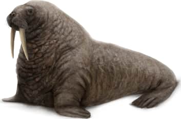 Walrus