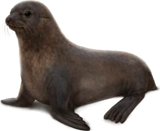 Guadalupe Fur Seal — Female