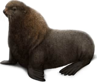 Northern Fur Seal