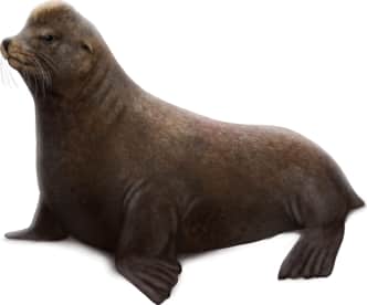 California Sea Lion