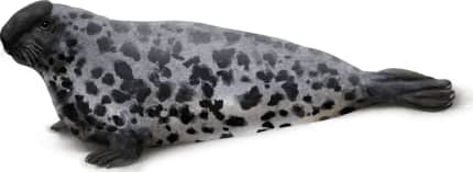 Hooded Seal — Deflated Hood
