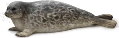 Ringed Seal