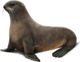 Northern Fur Seal — Female