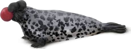 Hooded Seal — Inflated hood with "Red Balloon"