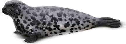 Hooded Seal — Female