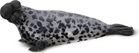 Hooded Seal