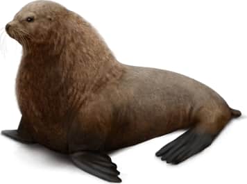 Steller Sea Lion