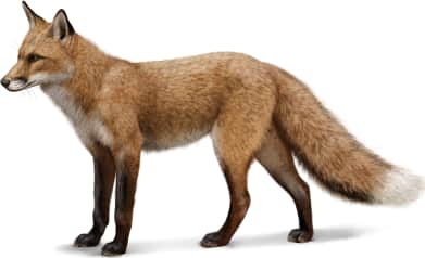 Red Fox