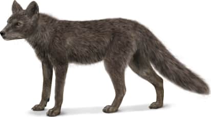 Arctic Fox — Island form
