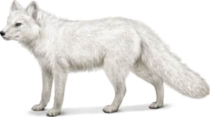 Arctic Fox