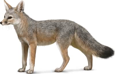 Kit Fox