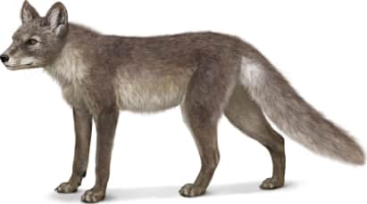 Arctic Fox — Mainland form