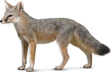 Swift Fox