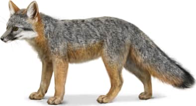 Island Fox