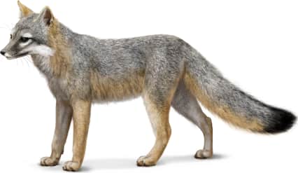 Gray Fox