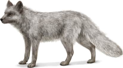 Arctic Fox — Island form