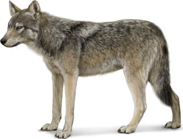 Gray Wolf — Summer