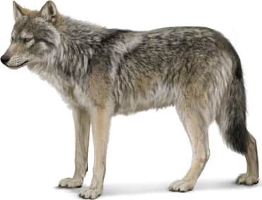 Gray Wolf