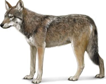 Red Wolf