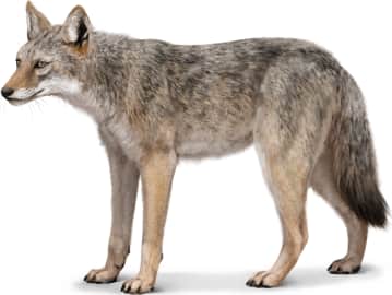 Coyote