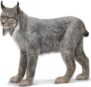 Canada Lynx — Winter