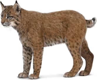 Bobcat — Alternate form