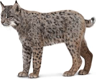 Bobcat — Alternate form