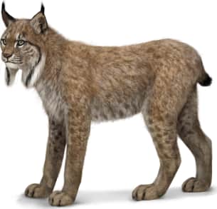 Canada Lynx
