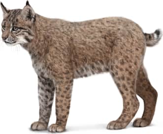 Bobcat
