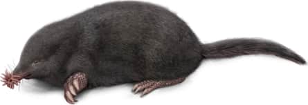 Star-nosed Mole