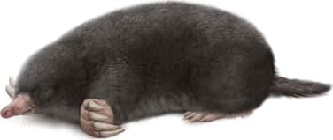 Hairy-tailed Mole