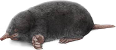 Coast Mole