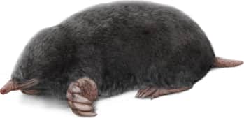 Townsend's Mole