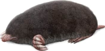 Eastern Mole — Northern form