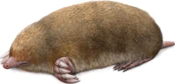 Eastern Mole