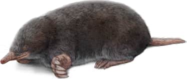 Broad-footed Mole