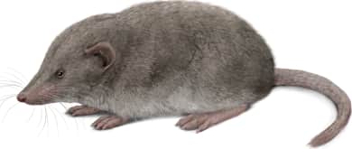Crawford's Gray Shrew