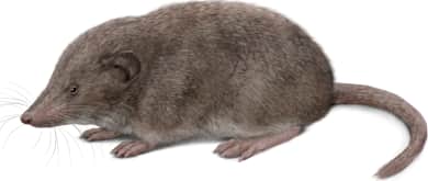 Cockrum's Gray Shrew