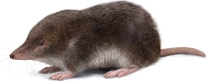 North American Least Shrew
