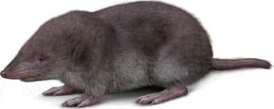 Southern Short-tailed Shrew
