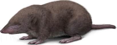 Northern Short-tailed Shrew