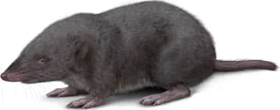 Elliot's Short-tailed Shrew