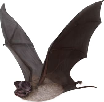 Underwood's Bonneted Bat