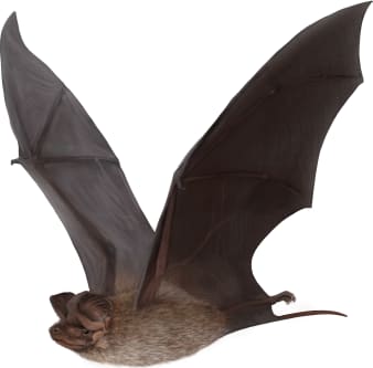 Western Bonneted Bat