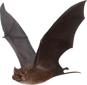 Florida Bonneted Bat