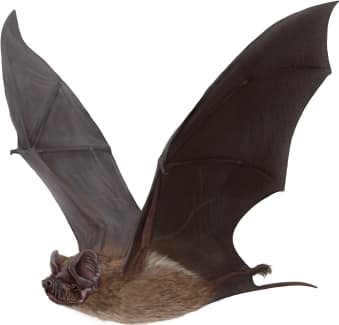 Big Free-tailed Bat