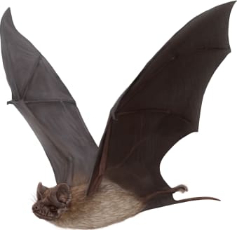 Mexican Free-tailed Bat