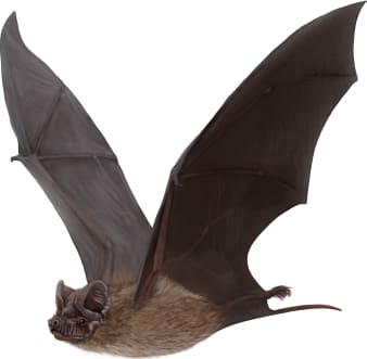 Pocketed Free-tailed Bat
