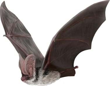 Spotted Bat